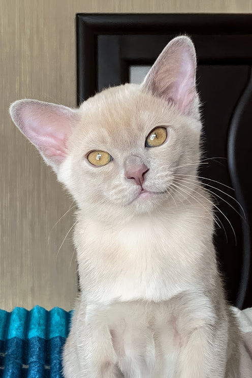 Sirius | Burmese Kitten