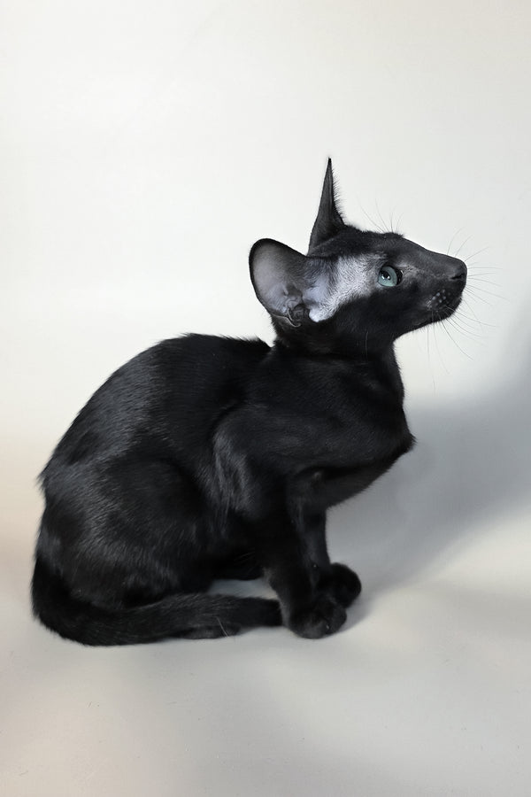 Sirnik | Oriental Shorthair Kitten