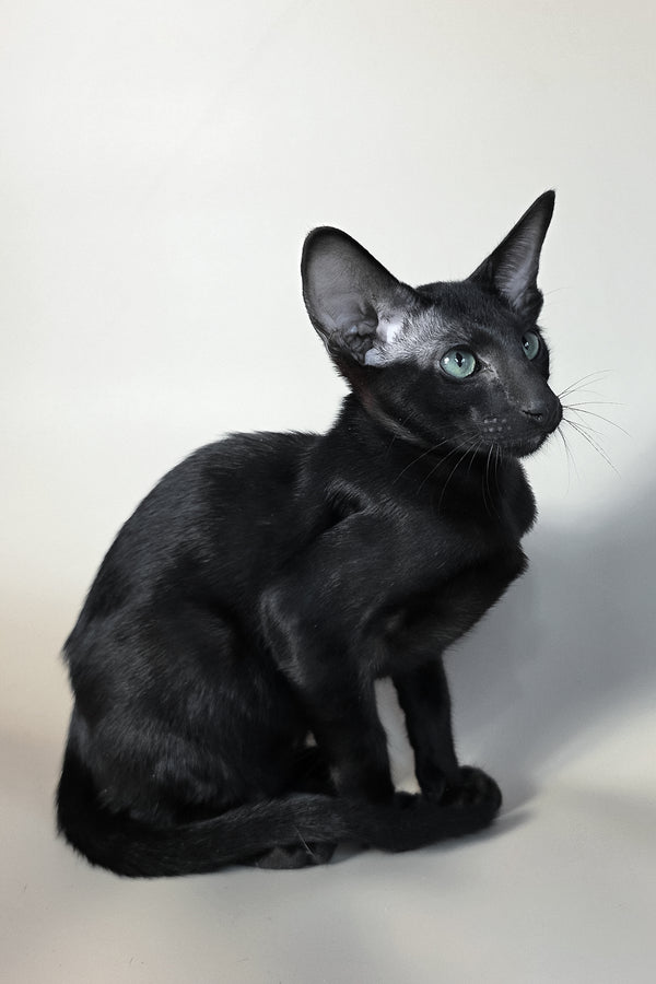 Sirnik | Oriental Shorthair Kitten