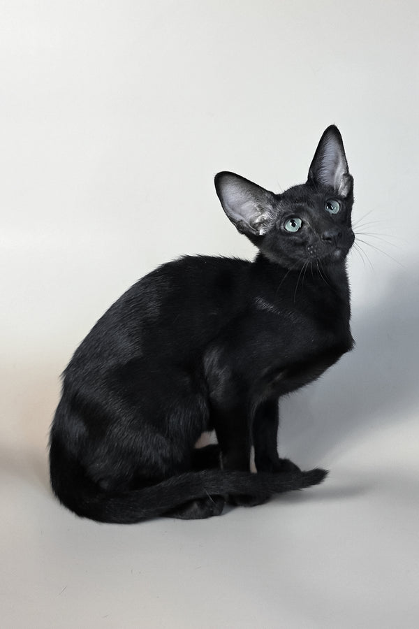 Sirnik | Oriental Shorthair Kitten