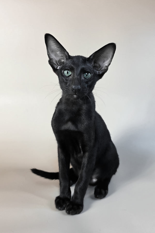 Sirnik | Oriental Shorthair Kitten