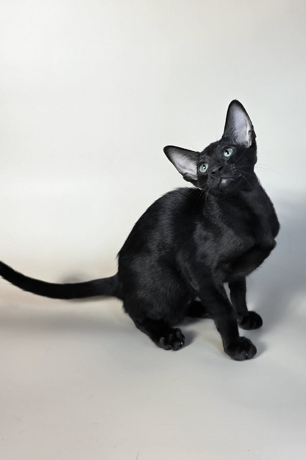 Sirnik | Oriental Shorthair Kitten