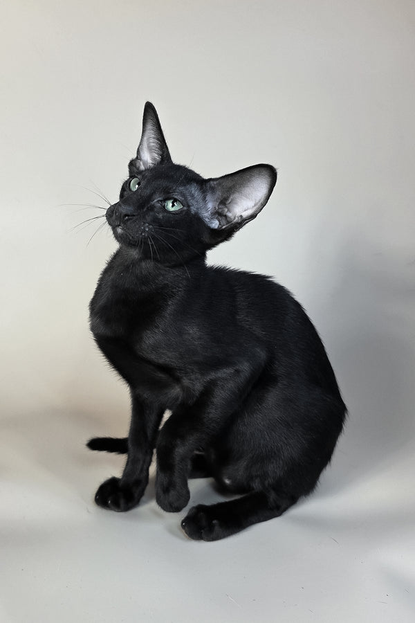 Sirnik | Oriental Shorthair Kitten