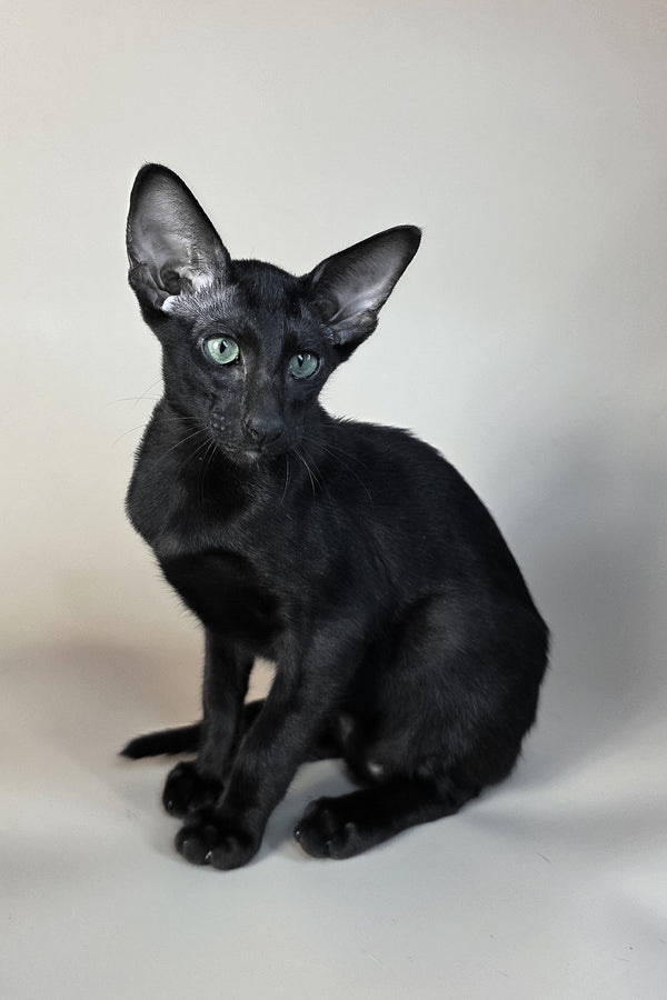 Sirnik | Oriental Shorthair Kitten