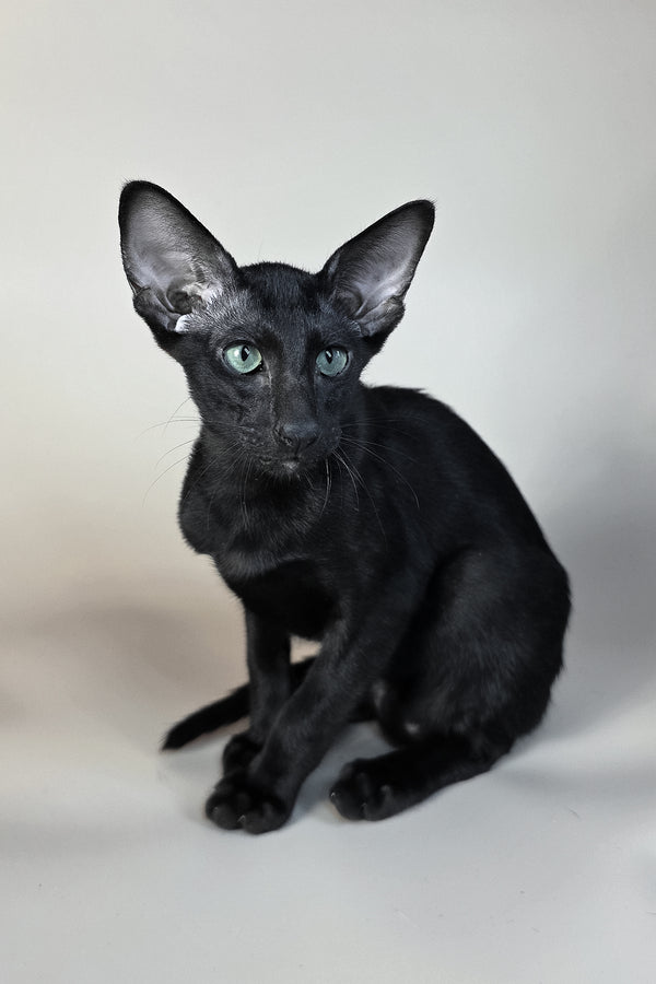Sirnik | Oriental Shorthair Kitten