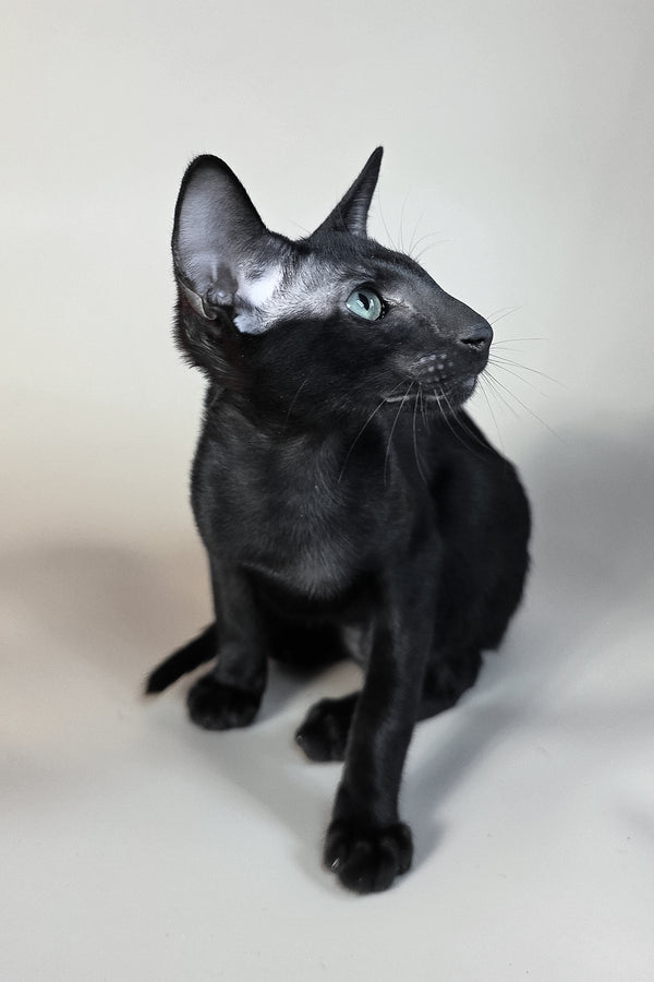 Sirnik | Oriental Shorthair Kitten