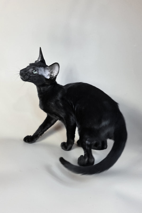 Sirnik | Oriental Shorthair Kitten