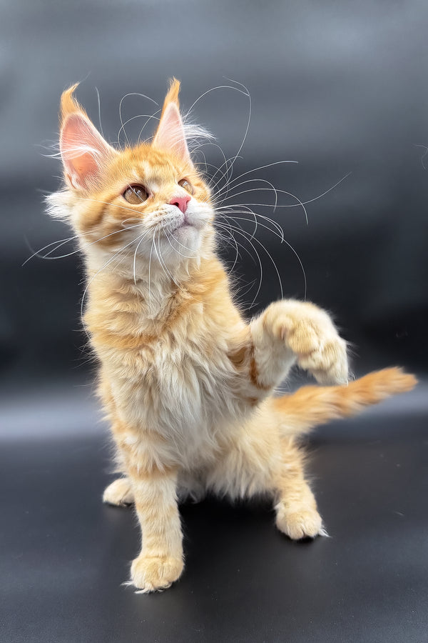 Slava | Maine Coon Kitten