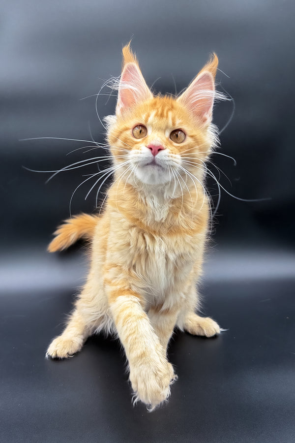 Slava | Maine Coon Kitten