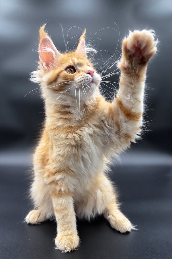 Slava | Maine Coon Kitten