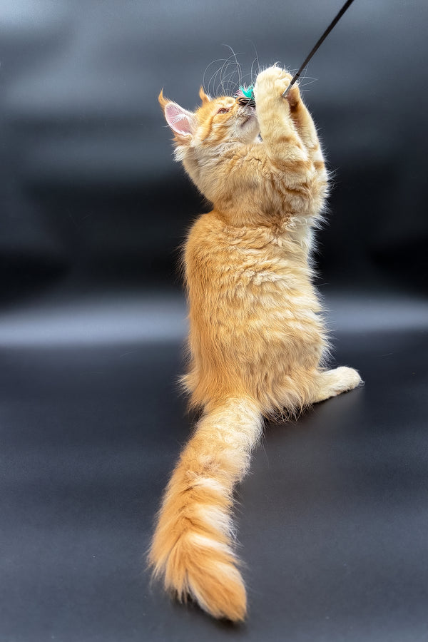 Slava | Maine Coon Kitten