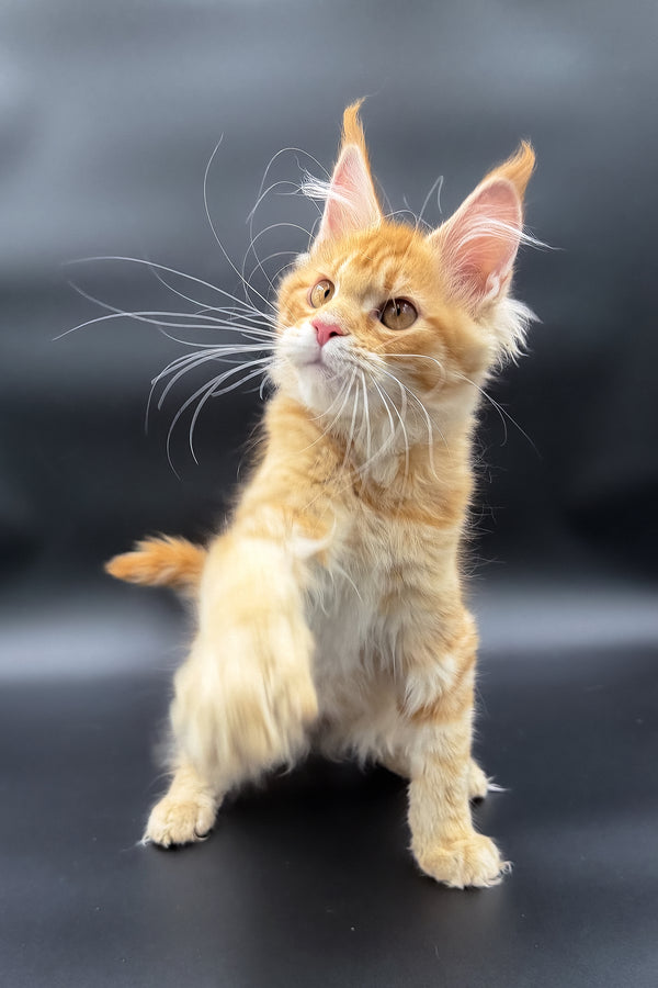 Slava | Maine Coon Kitten