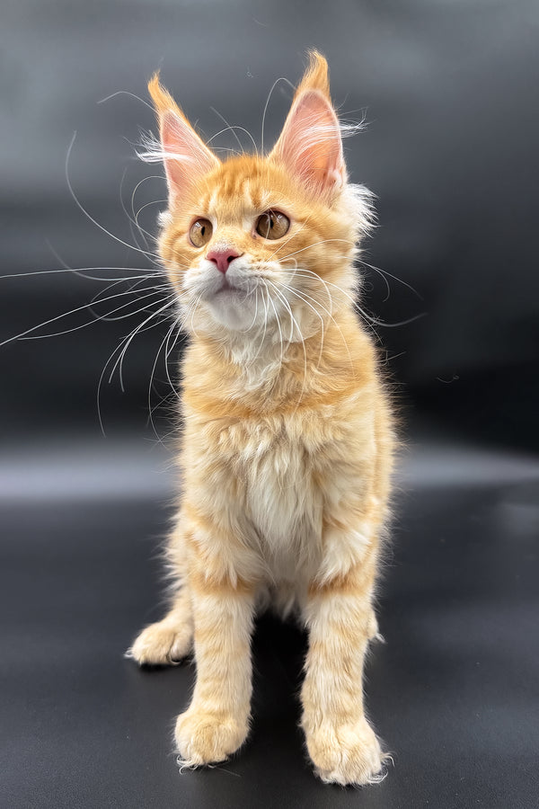 Slava | Maine Coon Kitten