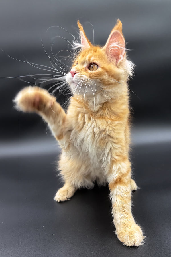 Slava | Maine Coon Kitten