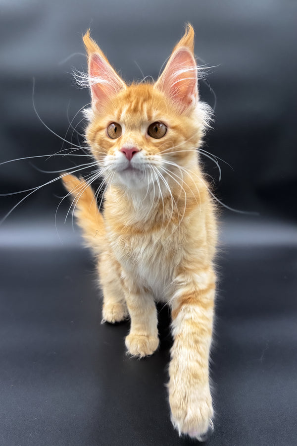 Slava | Maine Coon Kitten