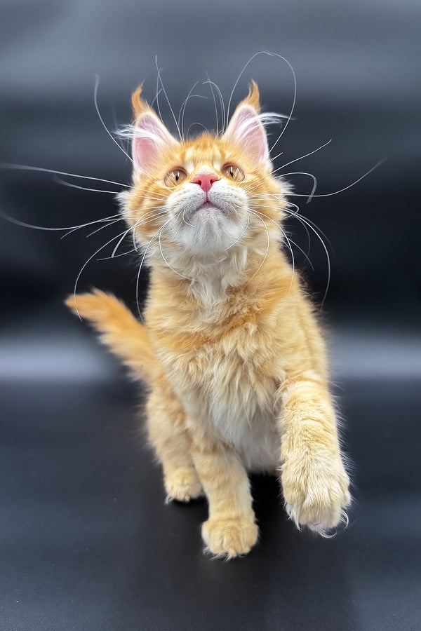 Slava | Maine Coon Kitten