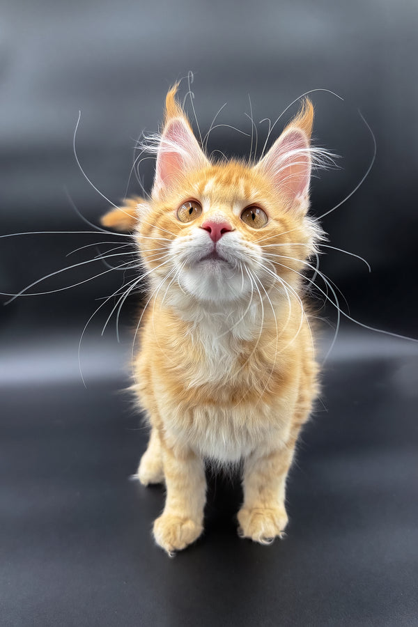 Slava | Maine Coon Kitten