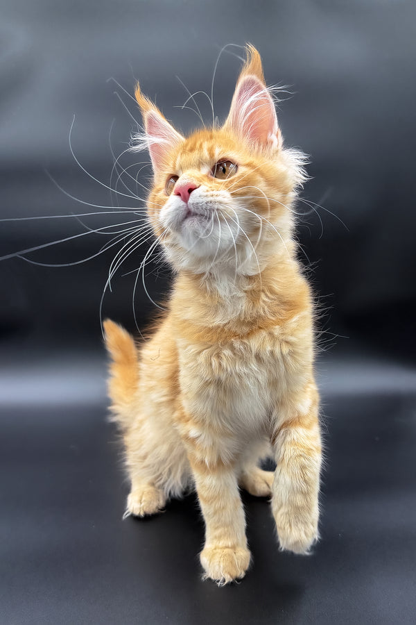 Slava | Maine Coon Kitten