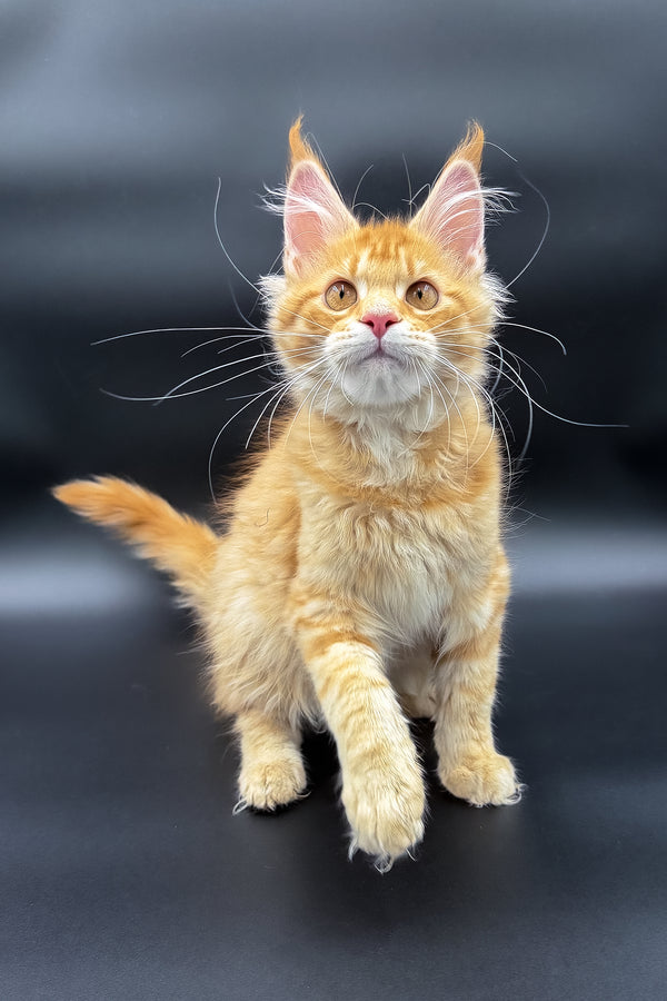 Slava | Maine Coon Kitten