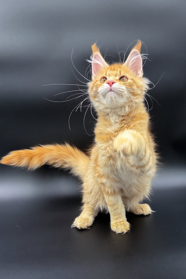 Slava | Maine Coon Kitten