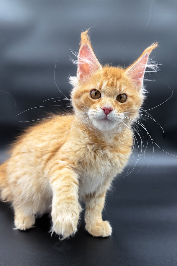 Slava | Maine Coon Kitten