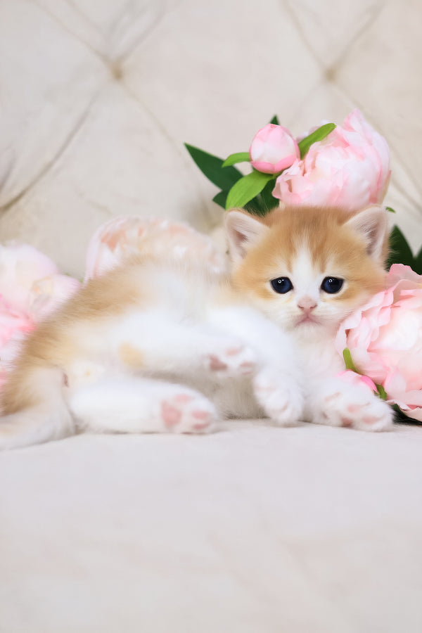 Smile | British Shorthair Kitten