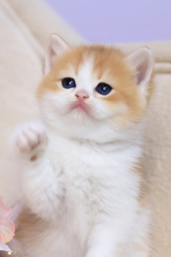 Smile | British Shorthair Kitten