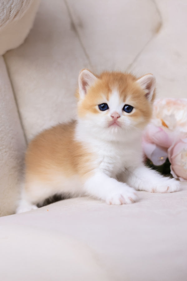 Smile | British Shorthair Kitten