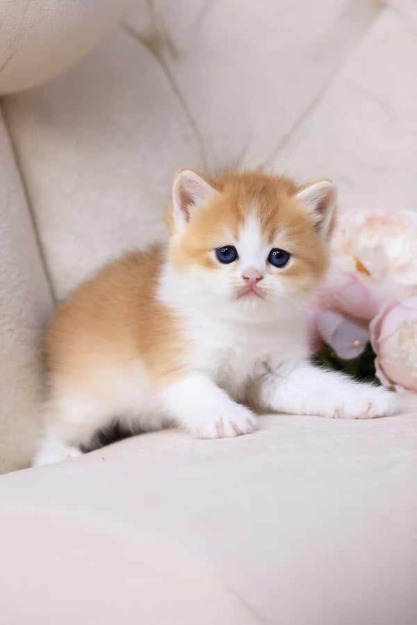 Smile | British Shorthair Kitten