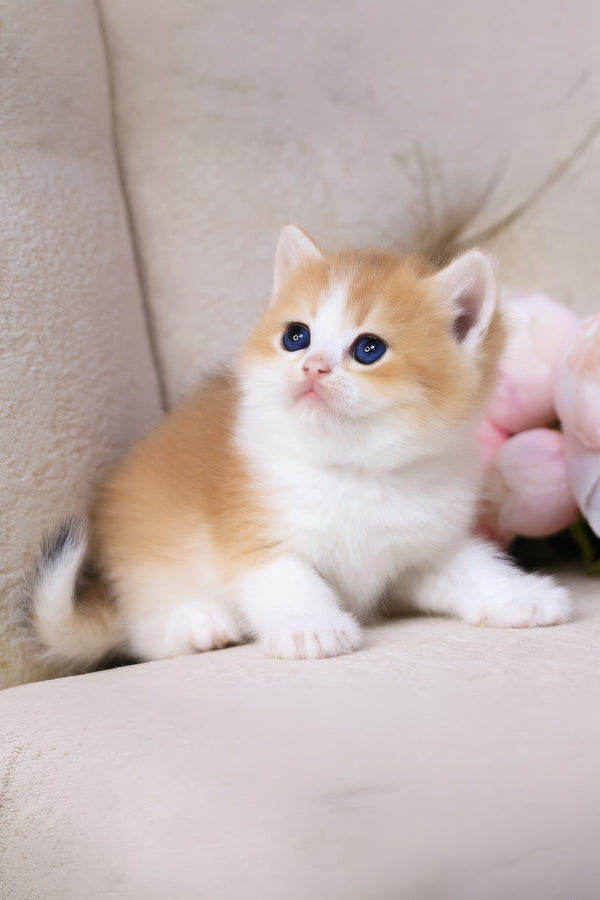 Smile | British Shorthair Kitten