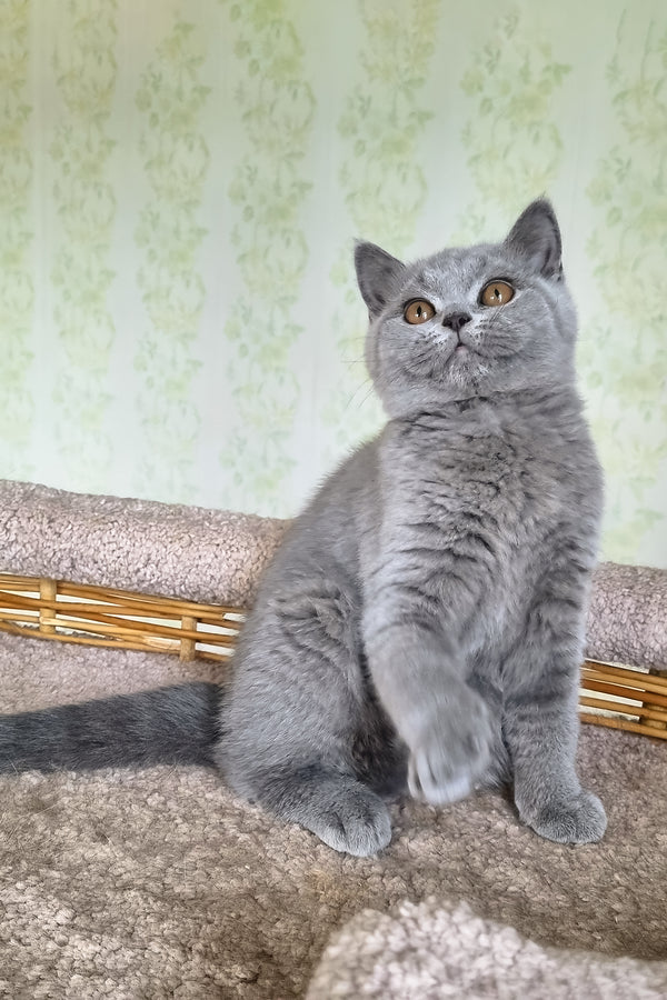 Sofa | British Shorthair Kitten