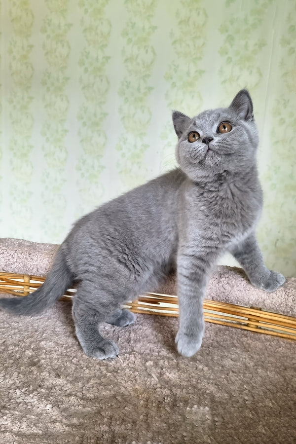 Sofa | British Shorthair Kitten