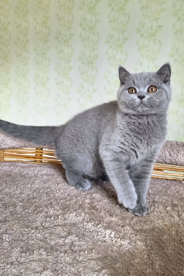 Sofa | British Shorthair Kitten