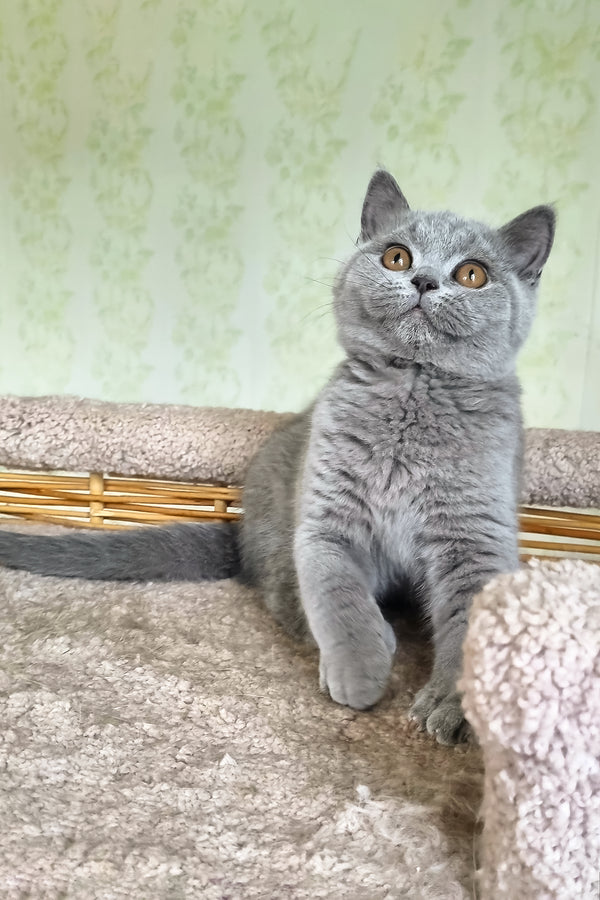 Sofa | British Shorthair Kitten