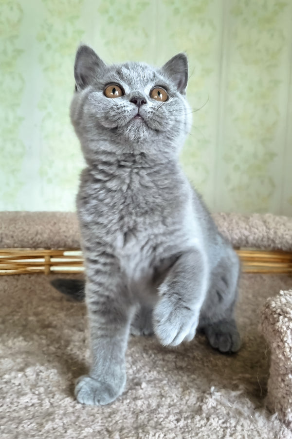 Sofa | British Shorthair Kitten