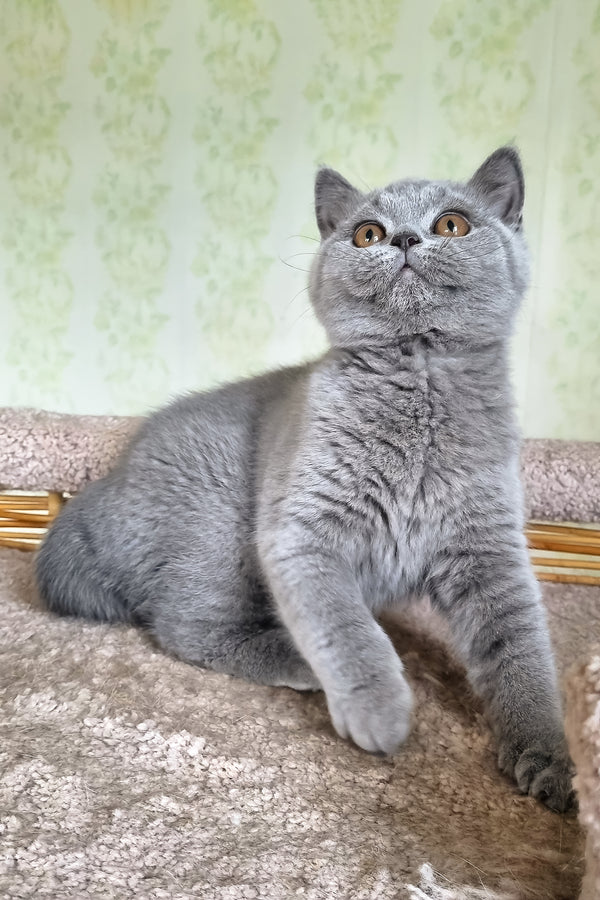 Sofa | British Shorthair Kitten