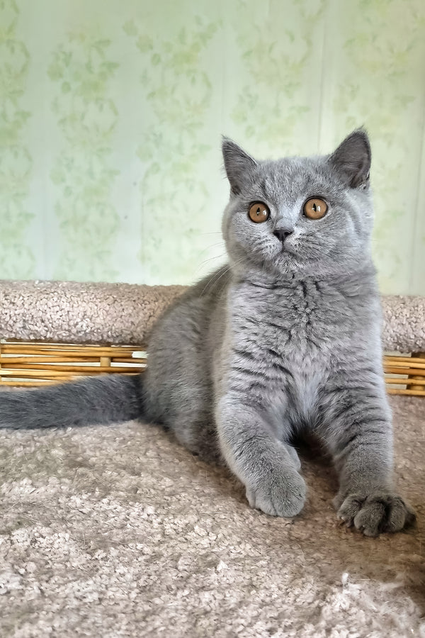 Sofa | British Shorthair Kitten