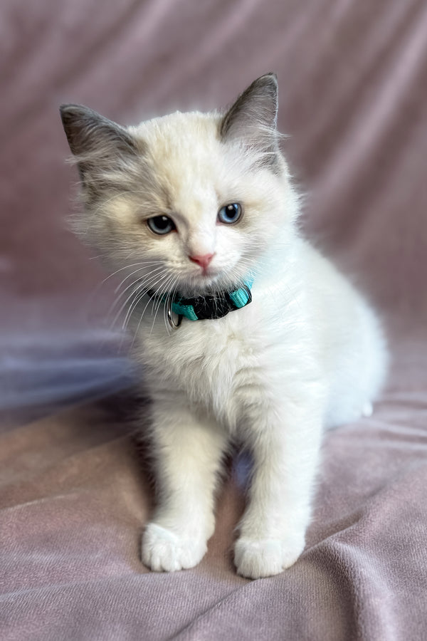 Sophie | Ragdoll Kitten