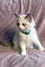 Sophie | Ragdoll Kitten