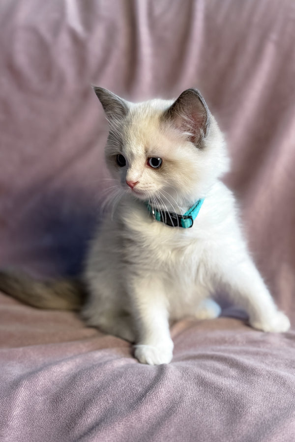 Sophie | Ragdoll Kitten