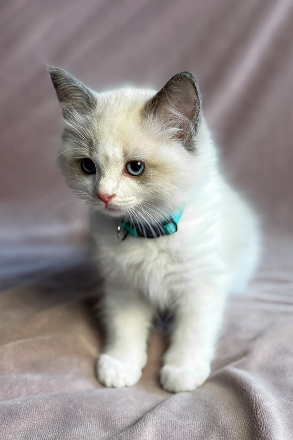 Sophie | Ragdoll Kitten