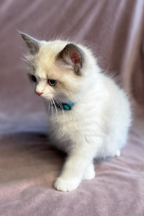 Sophie | Ragdoll Kitten