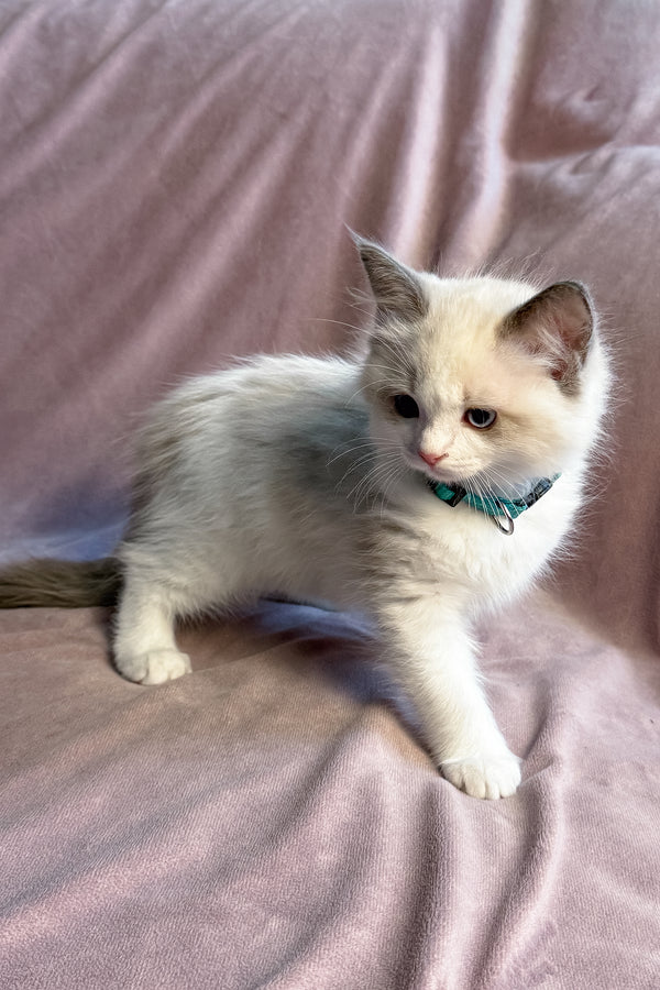 Sophie | Ragdoll Kitten