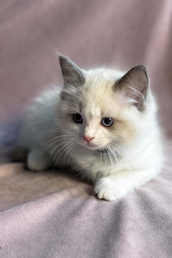 Sophie | Ragdoll Kitten