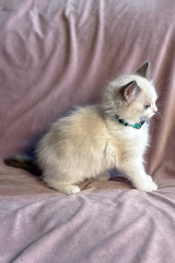 Sophie | Ragdoll Kitten
