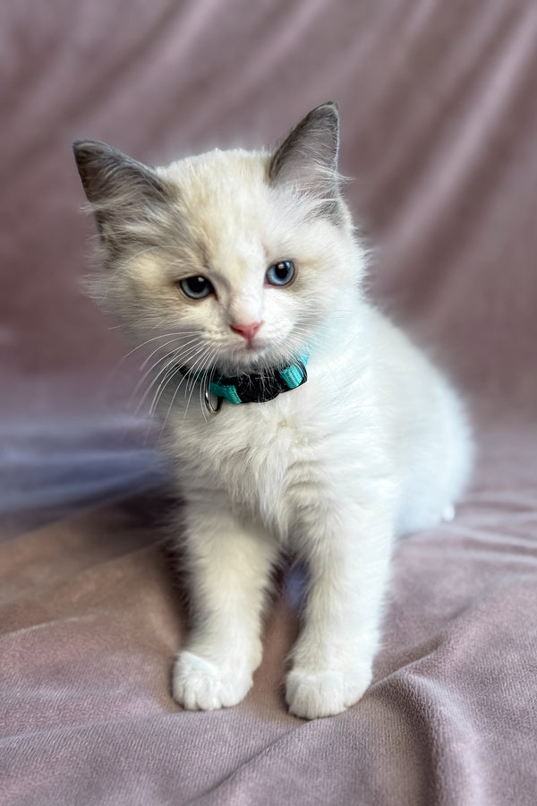 Sophie | Ragdoll Kitten