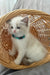 Sophie | Ragdoll Kitten