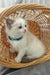 Sophie | Ragdoll Kitten