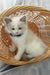 Sophie | Ragdoll Kitten
