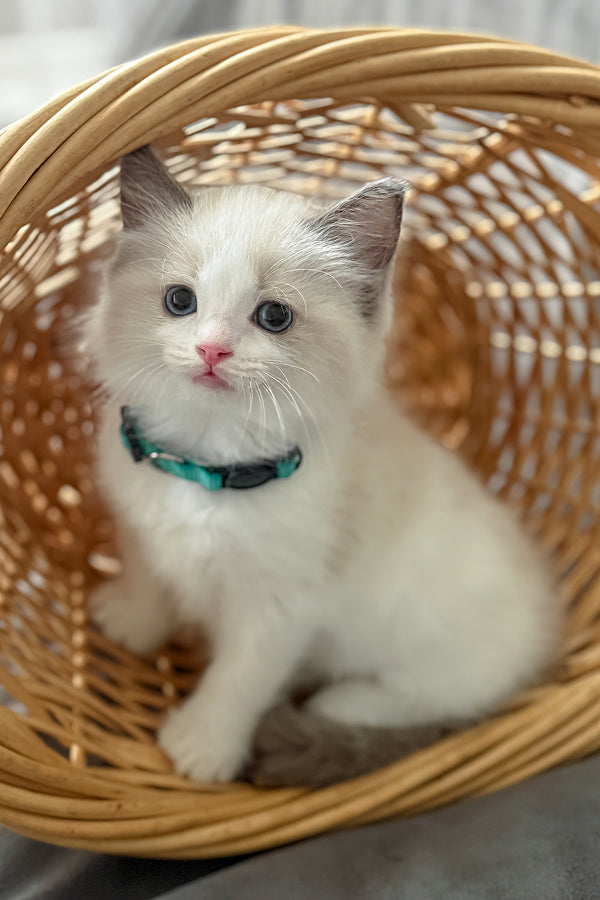 Sophie | Ragdoll Kitten